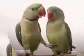 How Parrots Express Their Affection