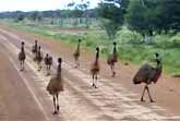 How to Attract Emus