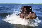 Huge Hippo Chases Safari Speedboat in Botswana