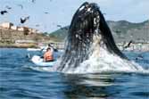 Humpback Whale VS 2 Women In Kayaks