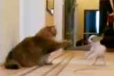 Hyper Puppy vs Cat