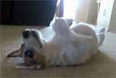 'Jesse' The Jack Russell Terrier Plays Dead