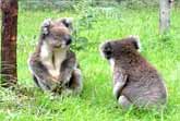 Koala Couple Gets Into An Argument