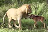 Lioness Saves Baby Gnu From The Attack Of Another Lion