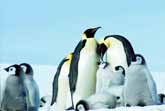Listen To Your Heart - The Emperor Penguin