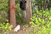 Little Dog Chases Bear Up A Tree