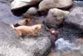 Little Dog Uses River to Play Fetch By Himself