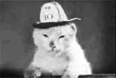 Firefighting Cat