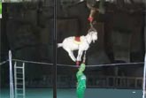 Monkey on Goat on Can on Tightrope
