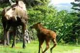 Moose Family Picnic