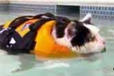 News Anchor Cracks Up Over Swimming Cat