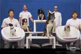 Ok Go & Talented Animals