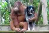 Dog Befriends Orangutan