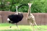 Ostrich And Baby Giraffe Play Tag