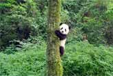 'Pandas' - IMAX Documentary
