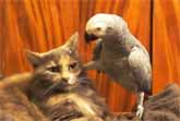 Parrots Annoying Cats Compilation