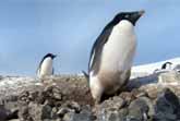 Penguin Heist
