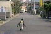 Penguin Goes Shopping