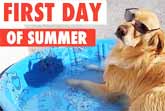 Pets' First Day of Summer