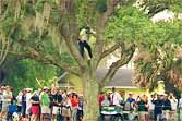 PGA Golfer Hits Chip Shot From A Tree