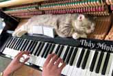Piano Boogie Woogie Massage For Haburu The Cat