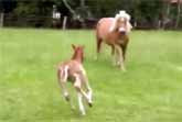 Playful Baby Horse Runs Into His Mom