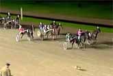 Rabbit Wins Horse Race in the Netherlands