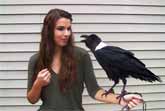 Raven Talks Like A Human