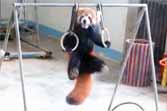 Red Panda Shows Off Gymnastic Rings Pull-Ups