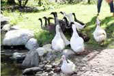 Rescued Ducks Go Swimming For Their First Time