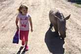 Ringo The Baby Rhino Walks A Friend To School