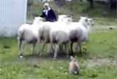 Sheep Herding Rabbit