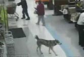 Shoplifting Dog