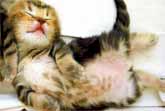 Sleeping Dancing Kittens - Cutest Cat Moments