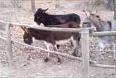 Smart Donkey Helps His Friends Escape