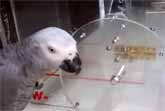 Smart Parrot Solves Five Puzzles To Get His Treat