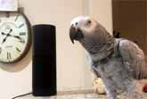 Smartest Most Conversational Parrot & Home Automation Expert