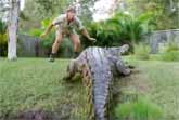 Steve Irwin Musical Tribute - Wildest Things In The World