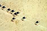 Surprising Photo: Camel Mirage