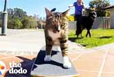 The World's Most Talented Cats