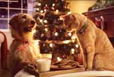 Three Pets - White Christmas