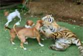 Tiger Plays With Two Dogs