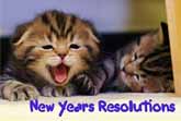 Tips for the New Year by Cats and Kittens
