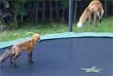Foxes on Trampoline