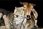 Unusual Animal Friendship