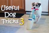 Useful Dog Tricks 3