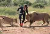 World's First: Kevin Richardson Playing Soccer With Wild Lions