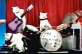 World's Only Feline Rock Band